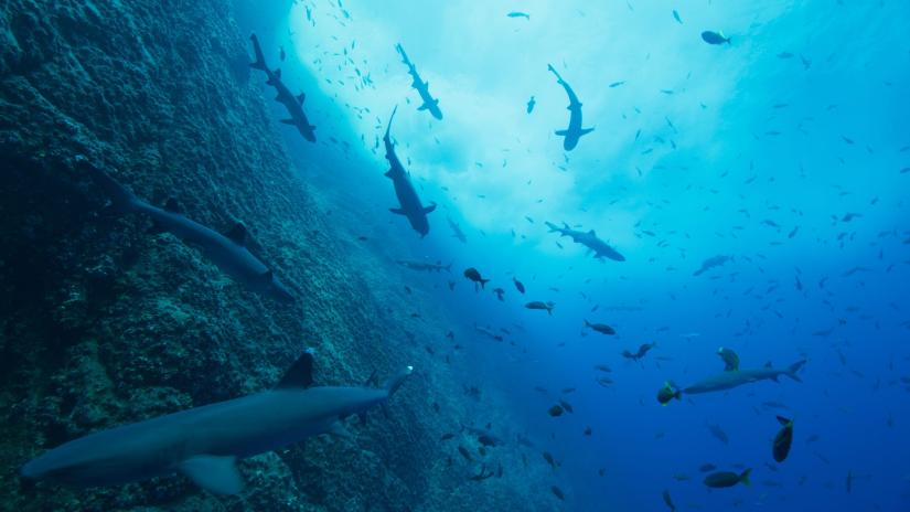 Okyanuslarımız (Our Oceans) izlemek için tıklayınız.