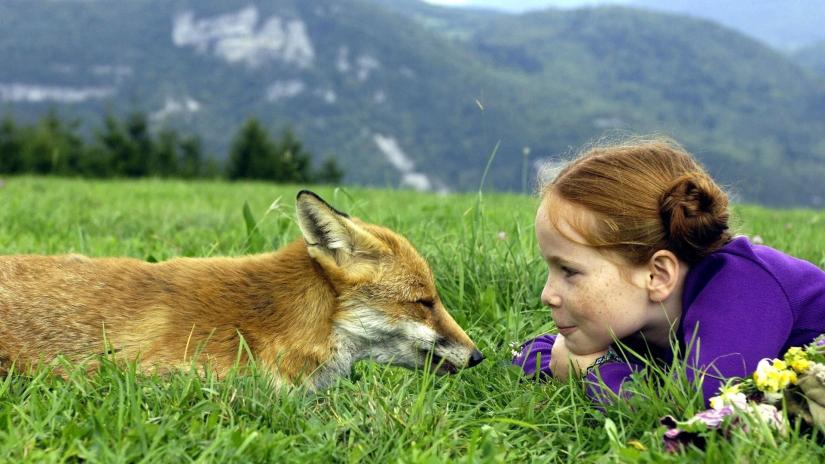 Arkadaşım tilki (Le renard et l'enfant) izlemek için tıklayınız.