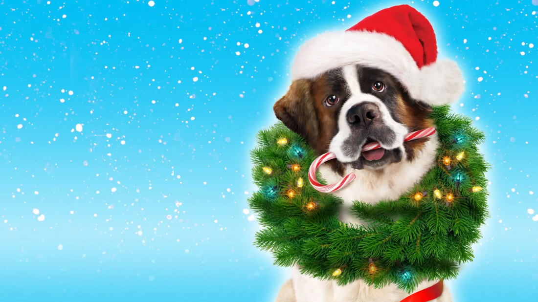 Beethoven'ın Yeni Yıl Macerası (Beethoven's Christmas Adventure) izlemek için tıklayınız.