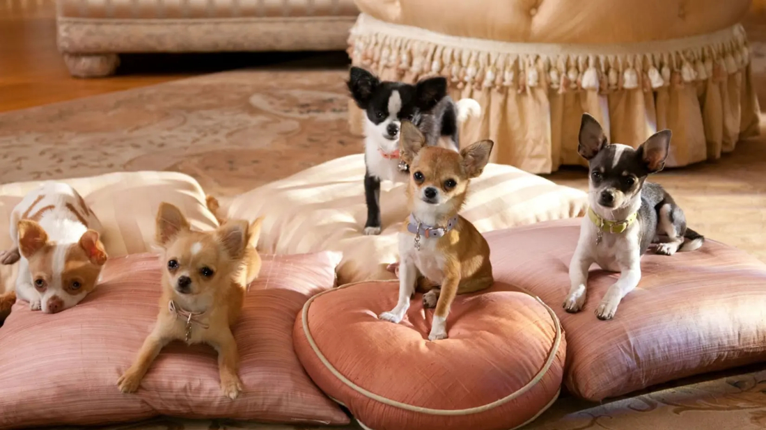 Beverly Hills Chihuahua 2 (Beverly Hills Chihuahua 2) izlemek için tıklayınız.