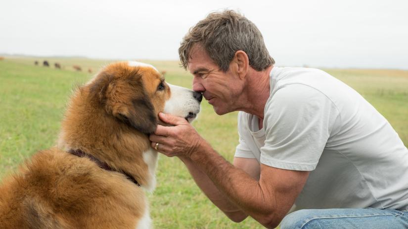 Can Dostum (A Dog's Purpose) izlemek için tıklayınız.