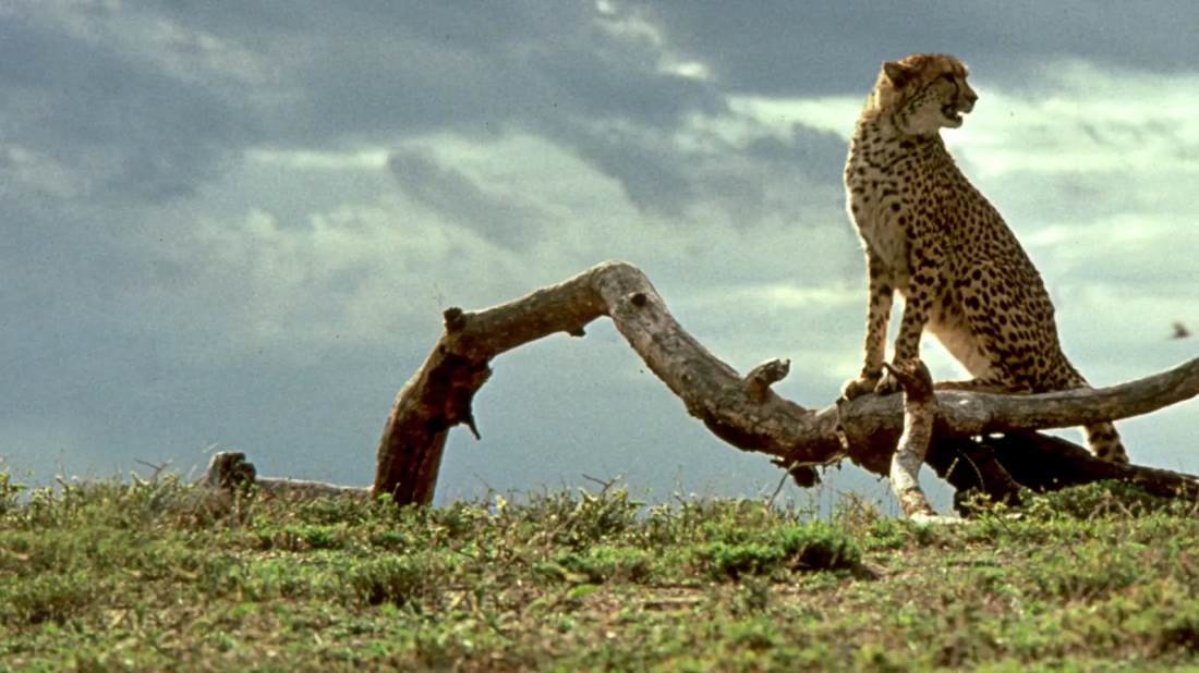 Cheetah (Cheetah) izlemek için tıklayınız.
