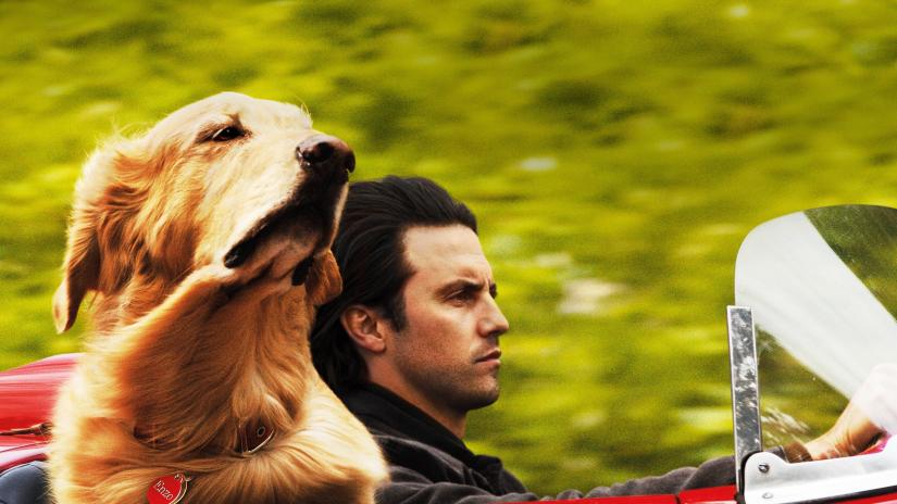 Enzo: Yagmurda Yaris Sanati (The Art of Racing in the Rain) izlemek için tıklayınız.