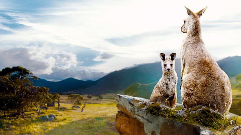 Kanguru Vadisi (Kangaroo Valley) izlemek için tıklayınız.