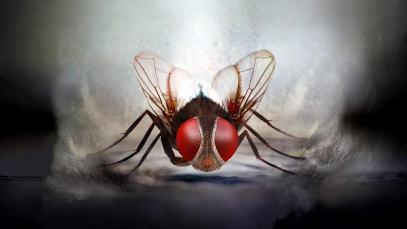 Eega (Eega) izlemek için tıklayınız.