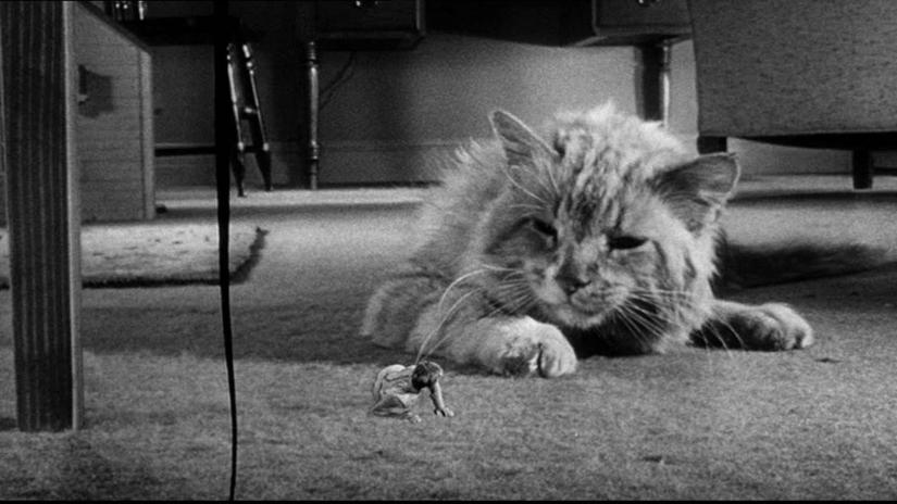 Kendi kendine küçülen adam (The Incredible Shrinking Man) izlemek için tıklayınız.