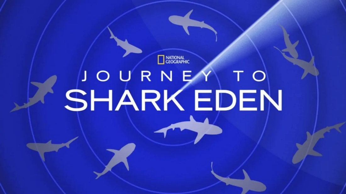 Köpekbalığı Cennetine Yolculuk (Journey to Shark Eden) izlemek için tıklayınız.
