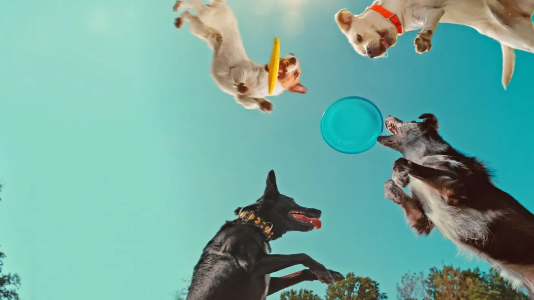 Köpeklerin Aklından Neler Geçiyor? (Inside the Mind of a Dog) izlemek için tıklayınız.
