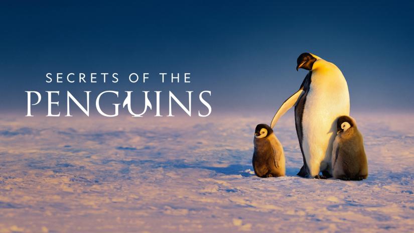 Penguenlerin Gizemli Dünyası (Secrets of the Penguins) izlemek için tıklayınız.