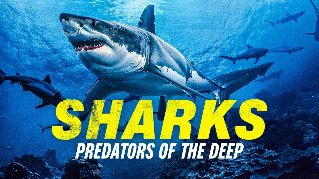 Sharks: Predators of the Deep (Sharks: Predators of the Deep) izlemek için tıklayınız.