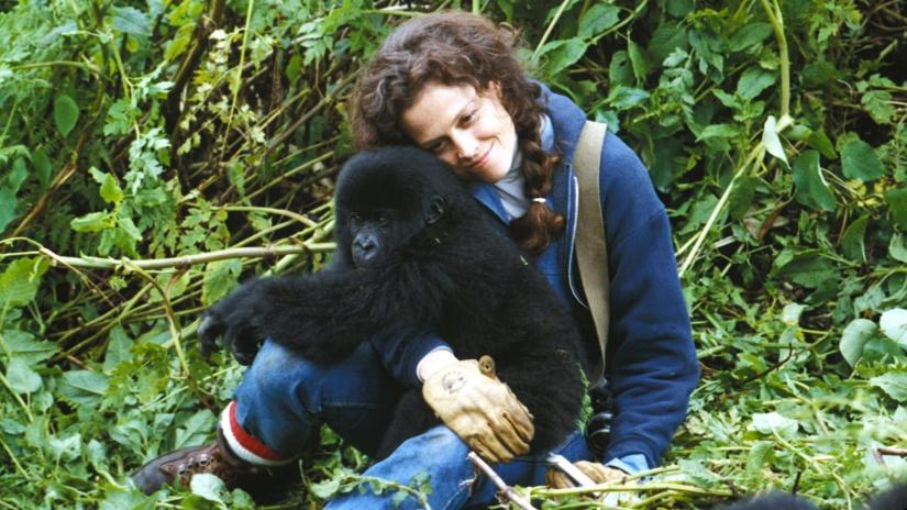 Gorillas in the Mist: The Story of Dian Fossey (Gorillas in the Mist: The Story of Dian Fossey) izlemek için tıklayınız.
