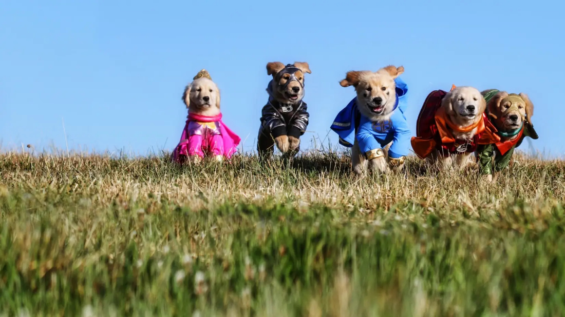 Süper Patiler (Super Buddies) izlemek için tıklayınız.