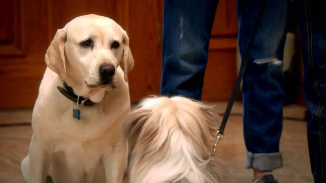 The Dog Who Saved Easter (The Dog Who Saved Easter) izlemek için tıklayınız.