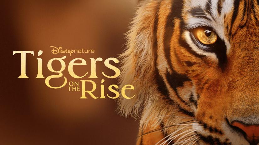 Tigers on the Rise (Tigers on the Rise) izlemek için tıklayınız.