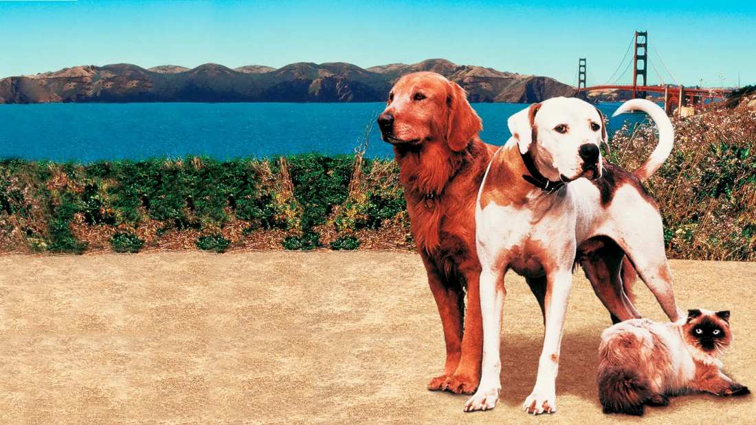 Homeward Bound II: Lost in San Francisco (Homeward Bound II: Lost in San Francisco) izlemek için tıklayınız.