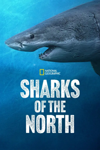 Sharks of the North (Sharks of the North) izle full hd hemen çabuk